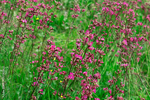 The saturated pink and yellow wildflowers are shot close-up against a blurred green lawn. The photo of a summer meadow for your design.