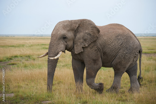 Elephant Big Huge Tusker Amboseli - Big Five Safari -Baby African bush elephant Loxodonta africana