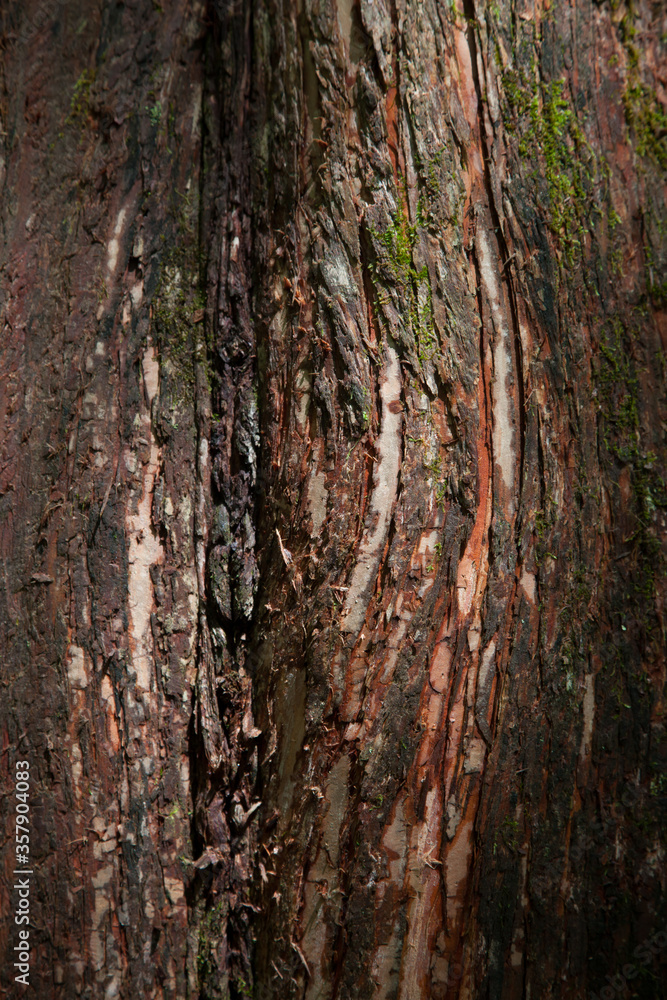 Abstraction of tree bark