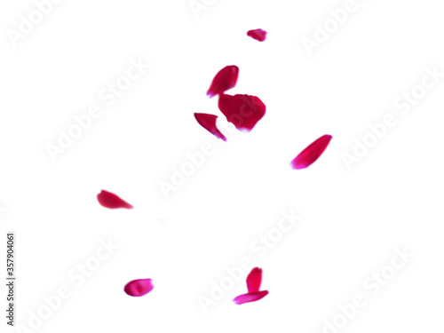 Falling rose petals isolated on white