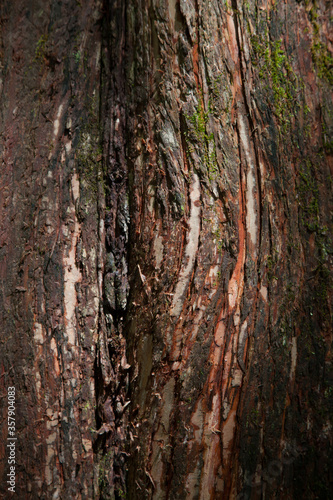 Abstraction of tree bark