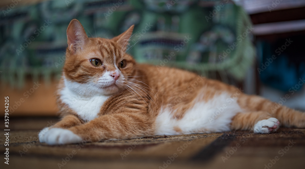 A red cat lies on the floor on the carpet. Photographed close-up.