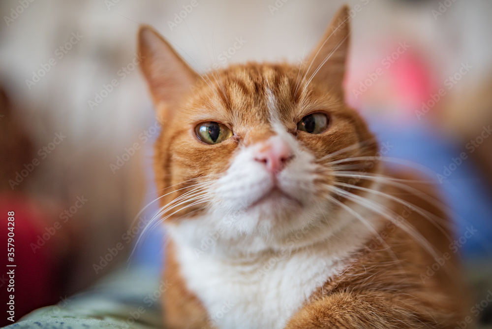 A domestic ginger cat lies on a bed on a green bedspread. Photographed close-up.