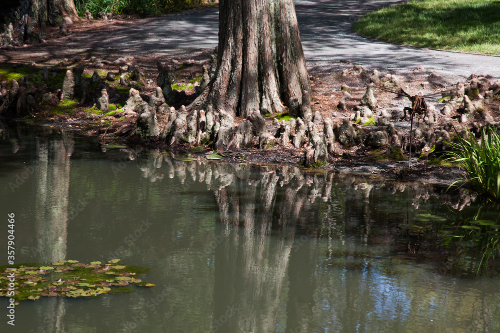 Cypress tree reflecting in water Cypress tree reflecting in water
