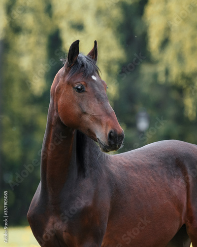 Portrait of a chestnut horse on natural green summer background, head closeup © Svetlana