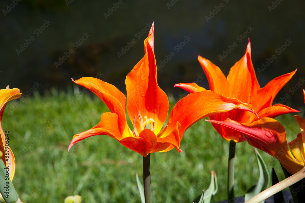 Orange and Yellow Tulip