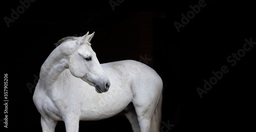 white horse portrait © Tani