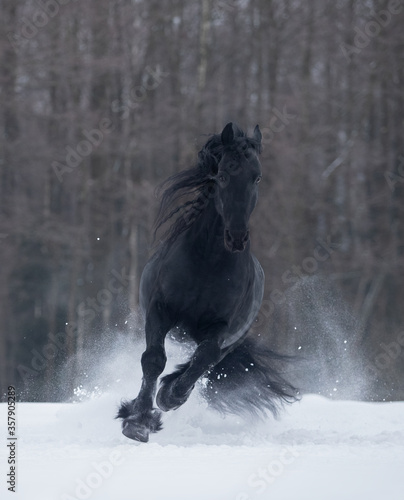 horse in snow © Tani