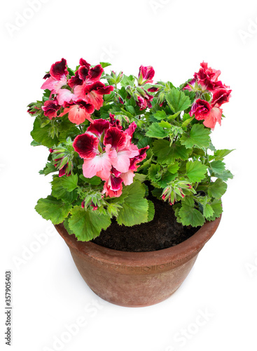 Colorful Pelargonium flowers in old clay flowerpot isolated on white