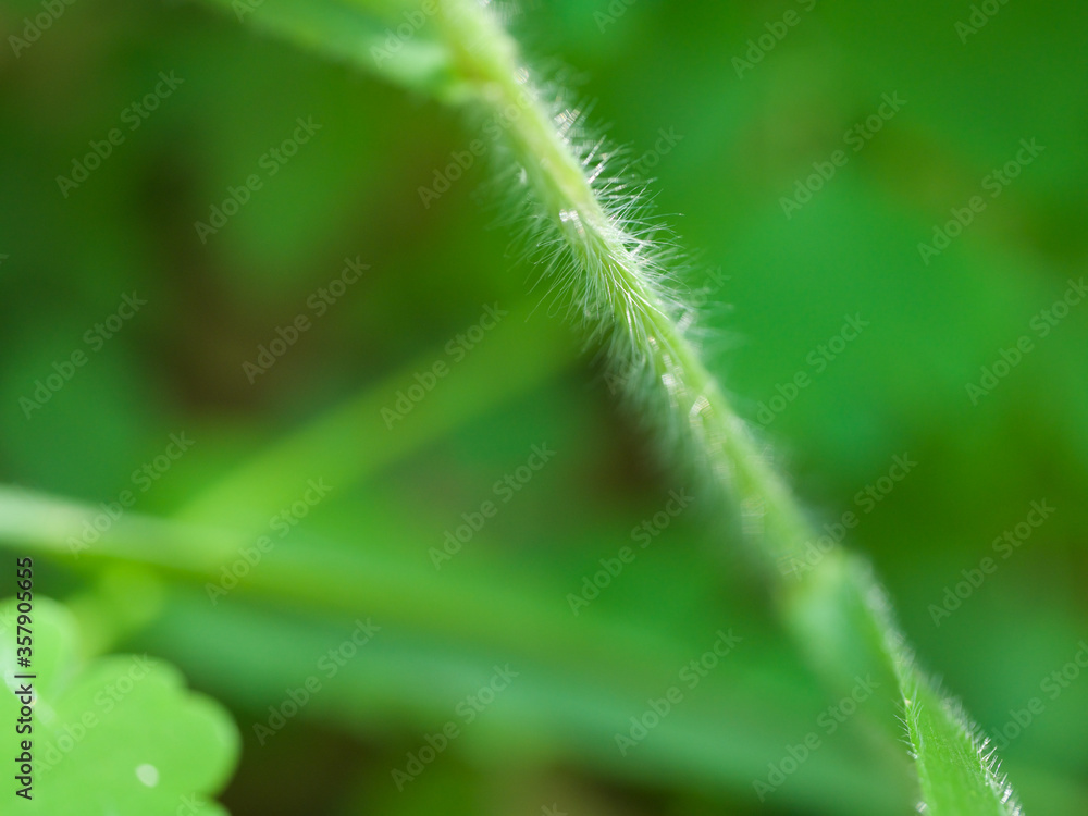 silver hairs on a grass or dew drops on grass