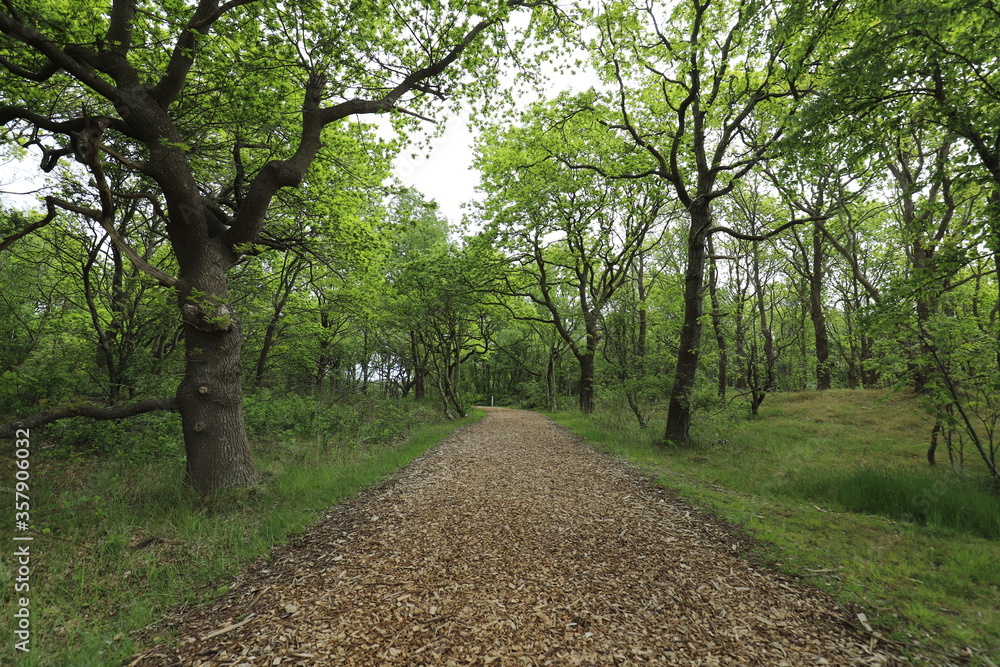 Beautifully maintained walkway through a park with fresh green leaves on the trees. Photo was taken on a sunny day in May.