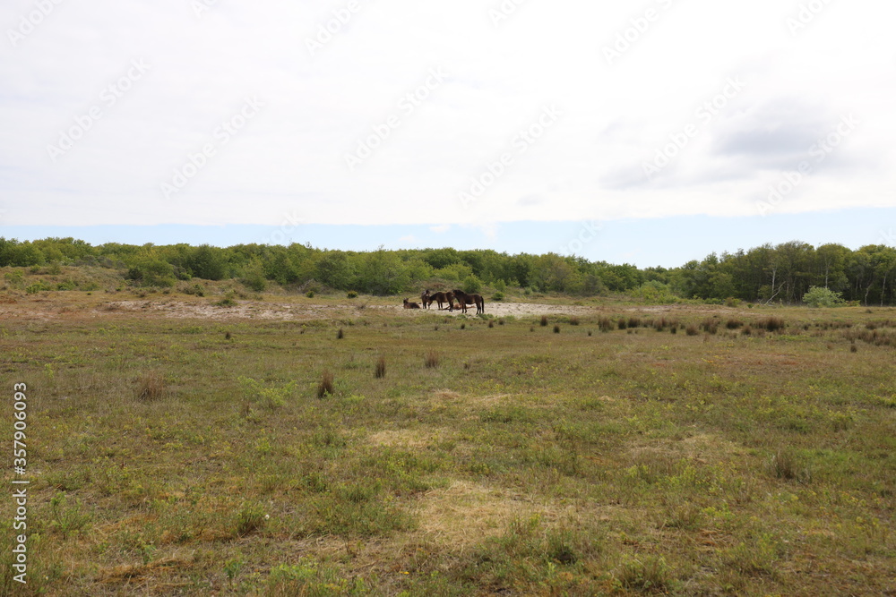 Beautiful wide view over a green Dutch national park with wild horses in the distance. Photo was taken on a sunny June. Beautiful wide view over a green Dutch national park with wild horses in the distance. Photo was taken on a sunny June.