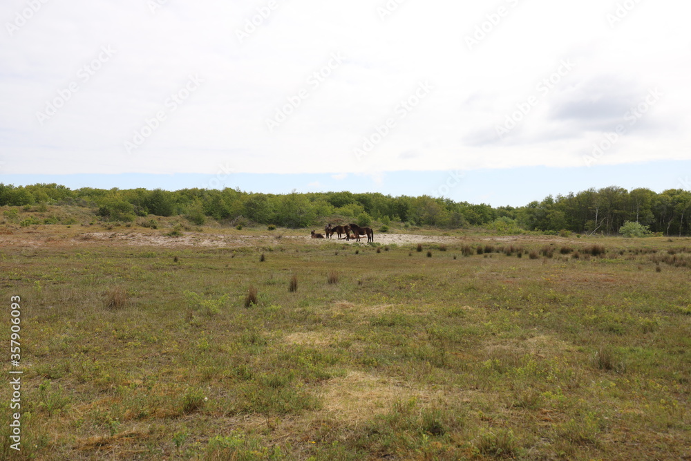 Beautiful wide view over a green Dutch national park with wild horses in the distance. Photo was taken on a sunny June.