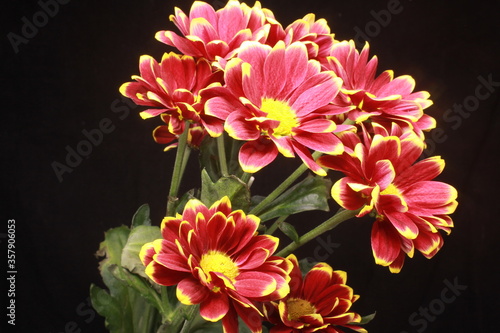 pink chrysanthemum flowers