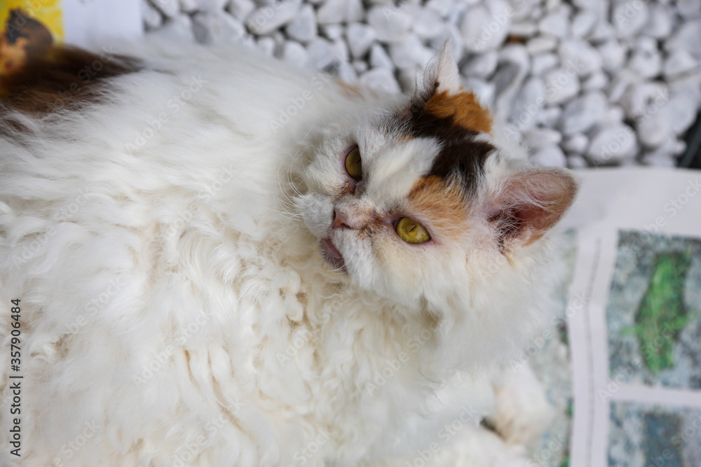 Selkirk Rex cat lying on white marble pebbles looking up