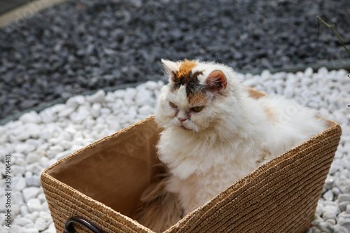 Fotografie Selkirk rex cat relaxing on pet bed