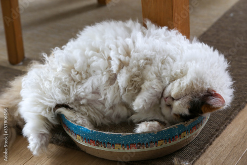 Obraz na plátně Selkirk rex cat relaxing on pet bed in living room
