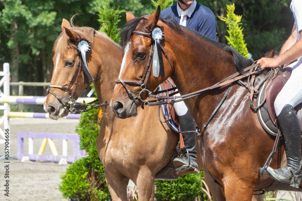 Men riding chestnut and bay horses at stop Men riding chestnut and bay horses at stop