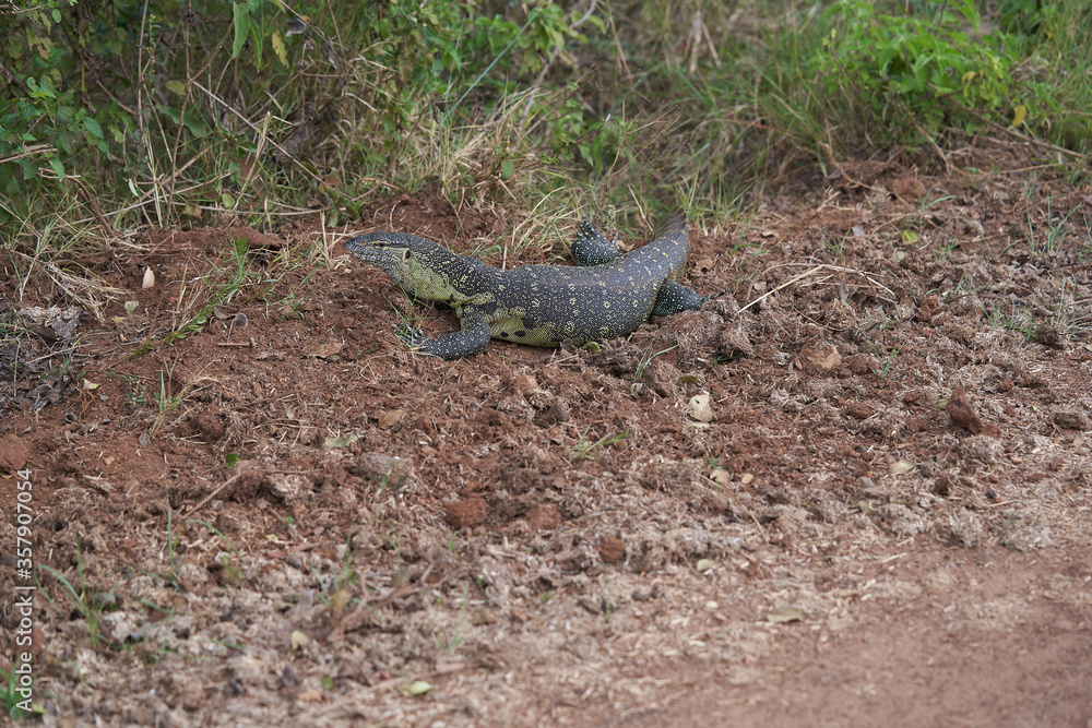 Nile monitor Varanus niloticus large member of monitor family Varanidae Nile monitor Varanus niloticus large member of monitor family Varanidae