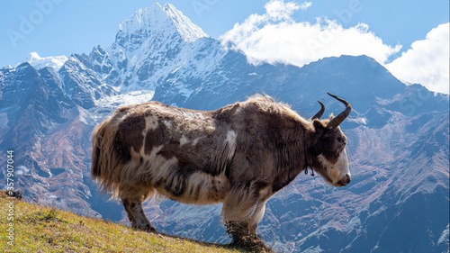 Khumbu Valley, Nepal, Yak in the moiuntains