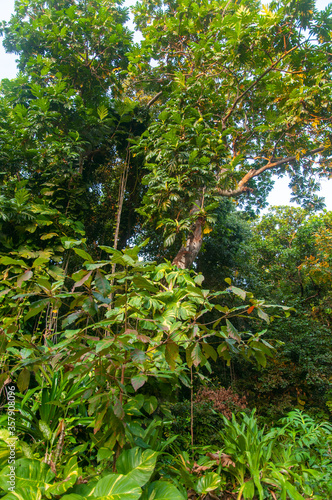 Scenery view of the Dense green tropical jungle in the wilderness
