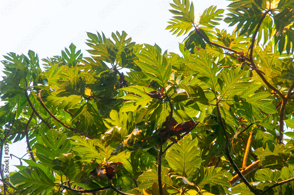Tropical Breadfruit tree (Artocarpus altilis) during the sunset with yellow warm light.