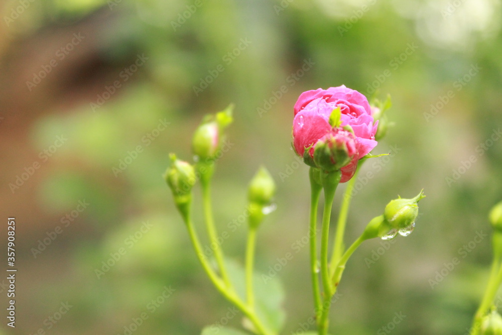 pink and white flower