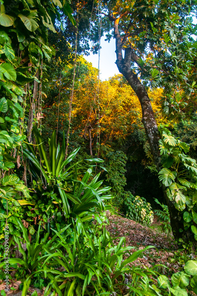 Scenery view of the Dense green tropical jungle in the wilderness