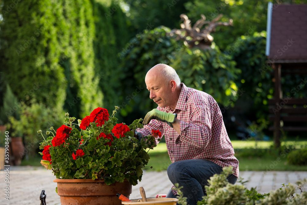 Man taking care of geraniums in garden