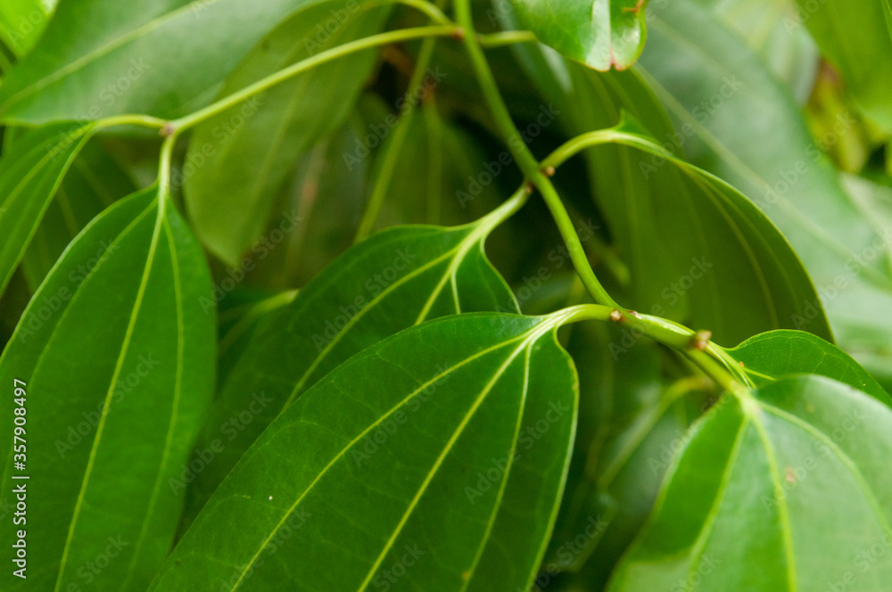 Close-up of Green tropical leaves of Cinnamon (Cinnamomum verum). Close-up of Green tropical leaves of Cinnamon (Cinnamomum verum).