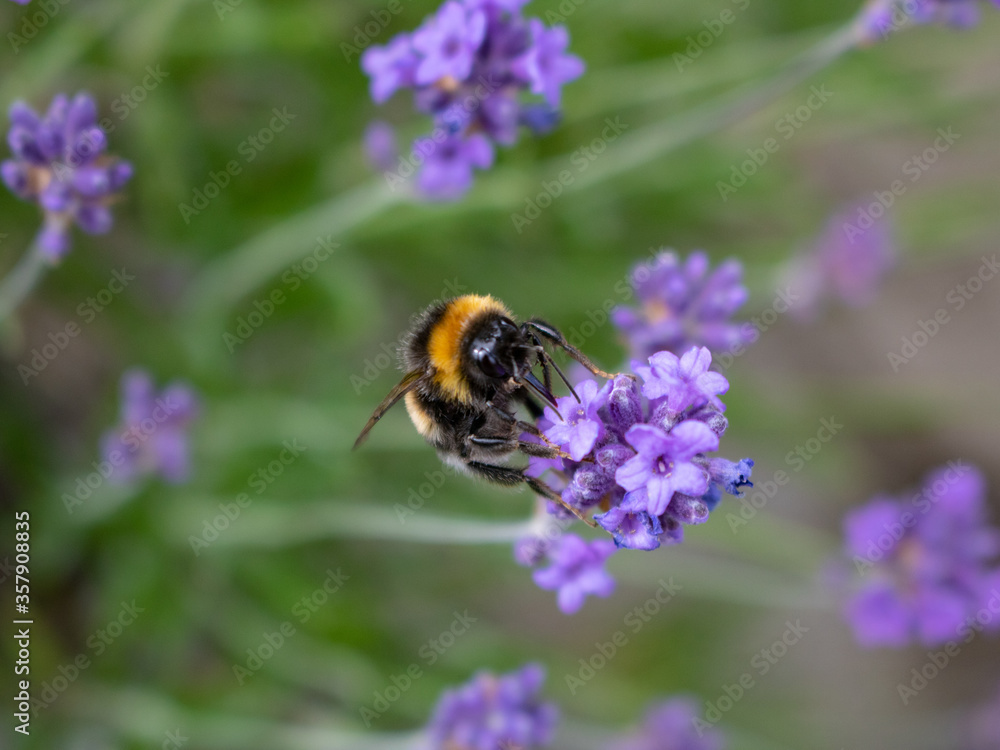 bumblebee on lavender at front bumblebee on lavender at front
