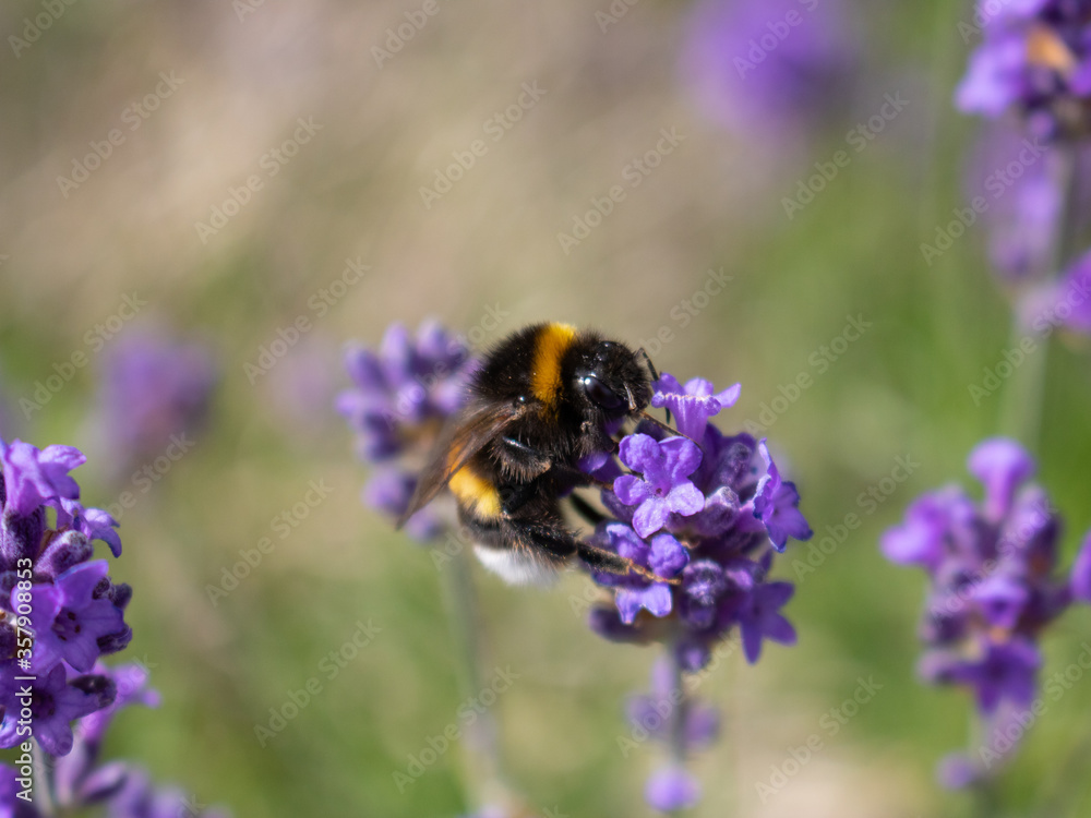 bumblebee on lavender