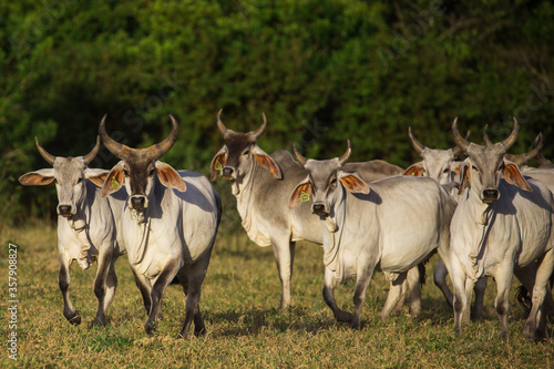 Wallpaper Mural gado guzera no pasto novilhas Torontodigital.ca