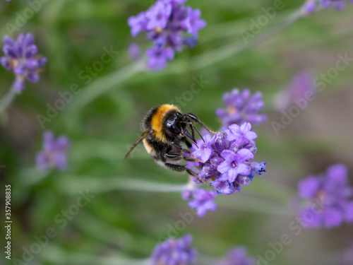 bumblebee on lavender at front