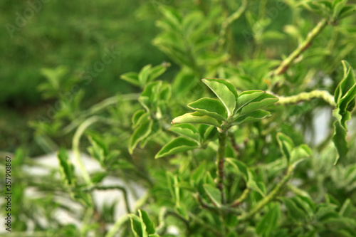 close up of fresh herbs