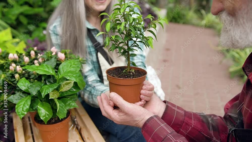 Close up of attractive smiling lucky mature pair of man and woman which holding in their hands decorative flowerpot Close up of attractive smiling lucky mature pair of man and woman which holding in their hands decorative flowerpot