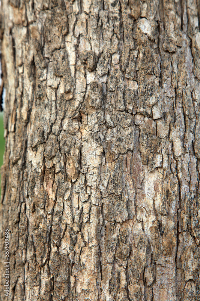Wood Texture, Old Tree Texture, India Wood Texture, Old Tree Texture, India