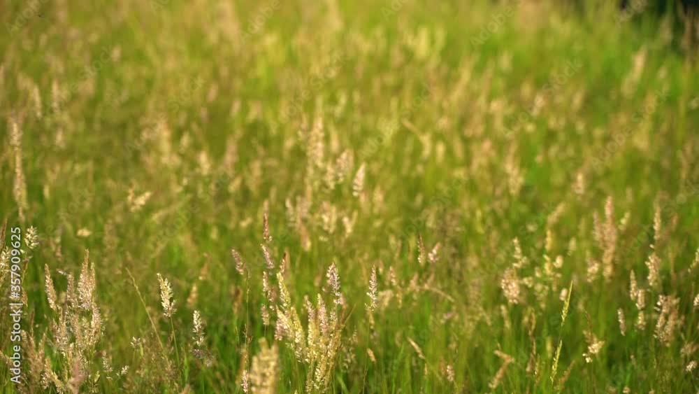 Spikelets closeup
Field of spikelets of wheat on a hill. Spikelet closeup for advertising an agricultural company. Spikelets closeup
Field of spikelets of wheat on a hill. Spikelet closeup for advertising an agricultural company.