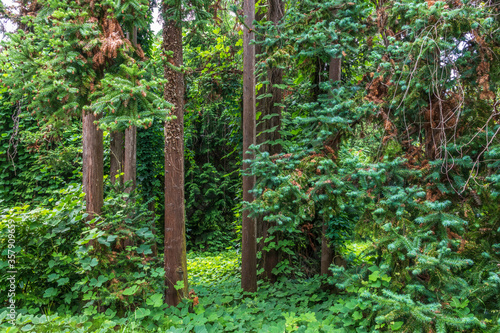 Fototapeta Naklejka Na Ścianę i Meble -  Forest of straight Cryptomeria trees. Cryptomeria japonica, Japanese cedar or Japanese redwood
