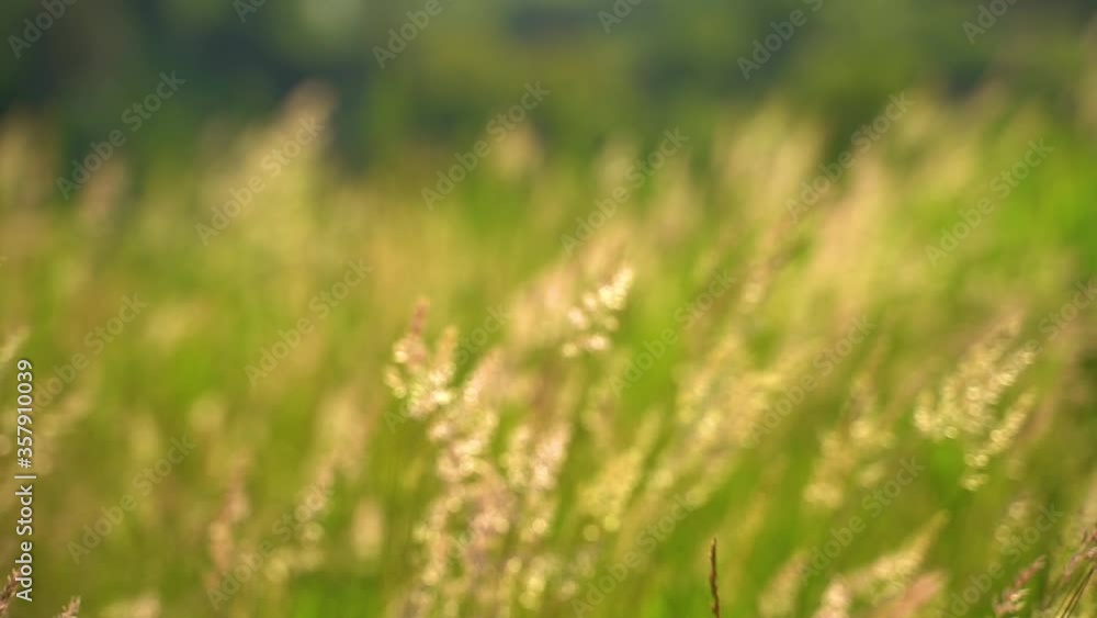 Spikelets closeup
Field of spikelets of wheat on a hill. Spikelet closeup for advertising an agricultural company. Spikelets closeup
Field of spikelets of wheat on a hill. Spikelet closeup for advertising an agricultural company.
