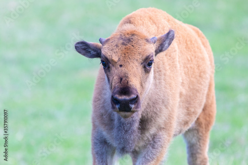 Baby bison in South Dakota. © Linda