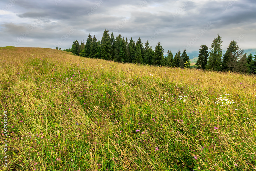 landscape with grassy meadow. field on the hill beneath an overcast sky. countryside summer scenery in mountains