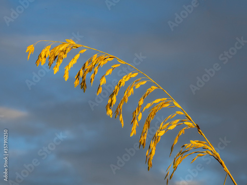 Sea Oats, Uniola paniculata L, on beach aganist a dark blue cloudy sky on Manasota Key Beach in Englewood Florida United States photo