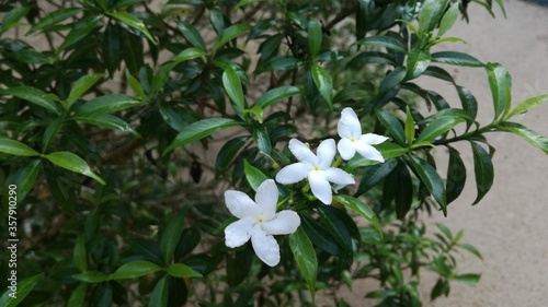 Idda flower in sri lanka