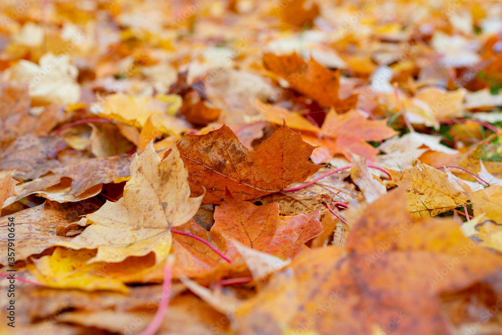 Maple leaves background.Autumn leafs on the ground. Maple leaves background.Autumn leafs on the ground.