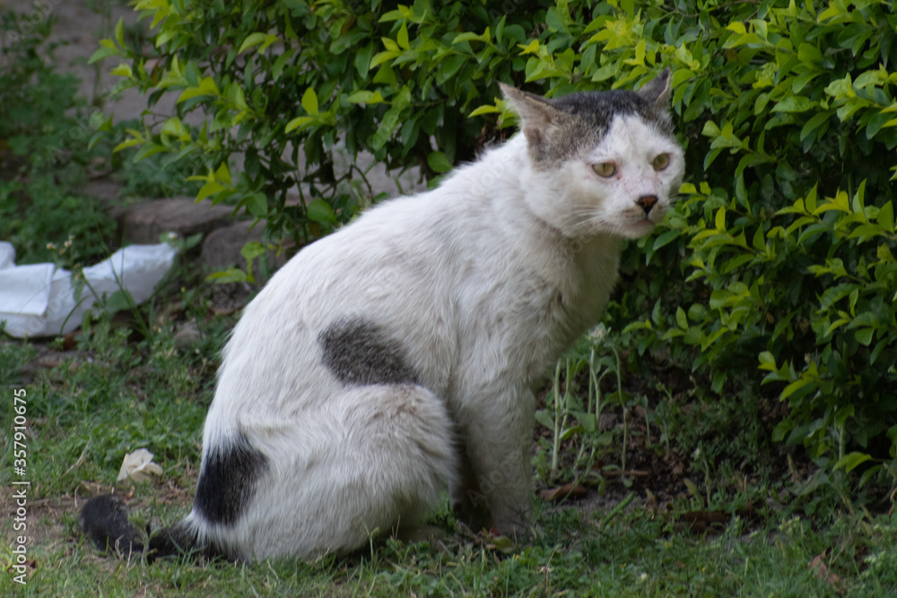 portrait of a white cat in the garden park portrait of a white cat in the garden park