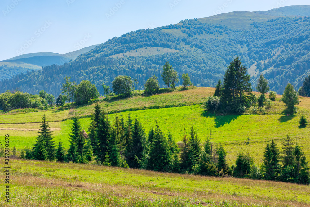 mountainous rural landscape. beautiful scenery with trees and fields on the rolling hills at the foot of the borzhava ridge. natural and sustainability development concept