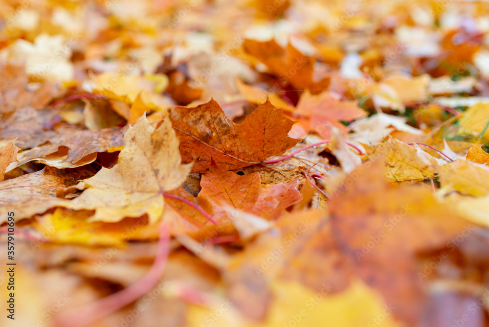 Maple leaves background.Autumn leafs on the ground. Maple leaves background.Autumn leafs on the ground.