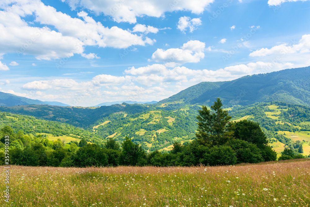 grassy mountain meadow in summer. idyllic landscape on a sunny day. scenery rolling in to the distant ridge. beautiful blue sky with puffy clouds