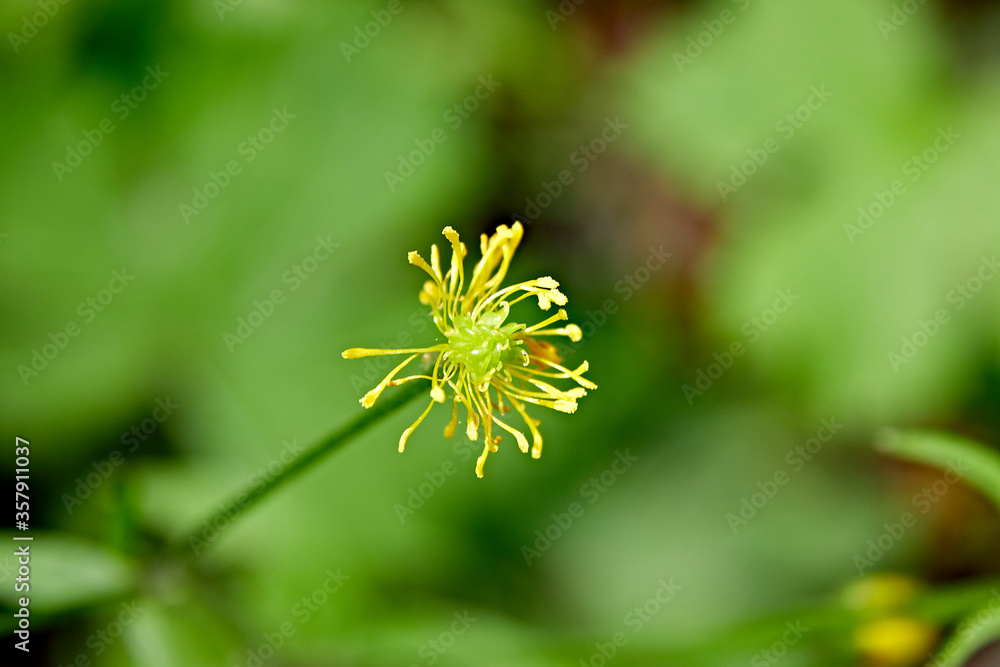 yellow flower blossom closeup petals yellow flower blossom closeup petals